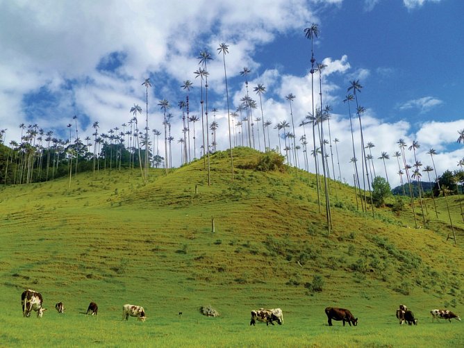 Kolumbien hautnah erleben - Valle de Cocora