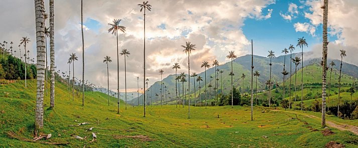 Einzigartiges Kolumbien - Valle de Cocora