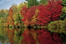Farbenpracht des Indian Summer (ab/bis Boston)