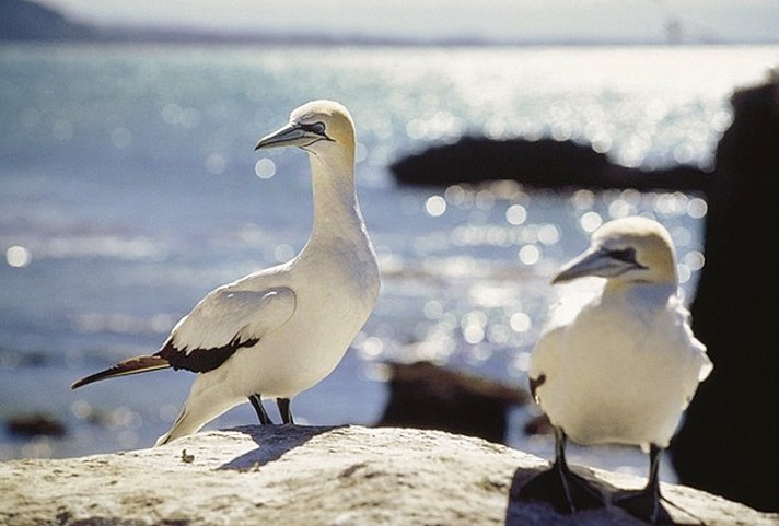 Naturwunder Neuseelands (Christchurch-Auckland, 21 Nächte) - Vogelparadies Stewart Island
