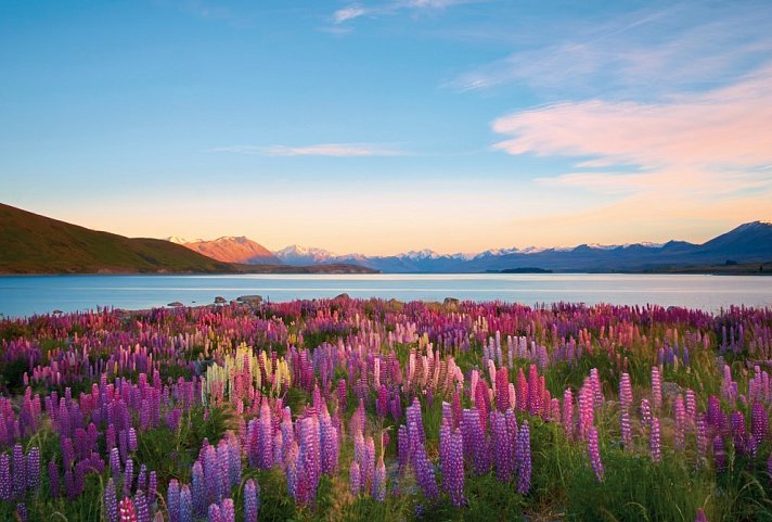 Große Neuseeland Rundreise (14 Tage/13 Nächte) - Lake Tekapo
