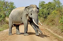 Sri Lanka Classic (Privatreise)