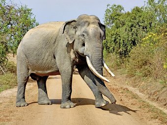 Sri Lanka Classic (Privatreise)