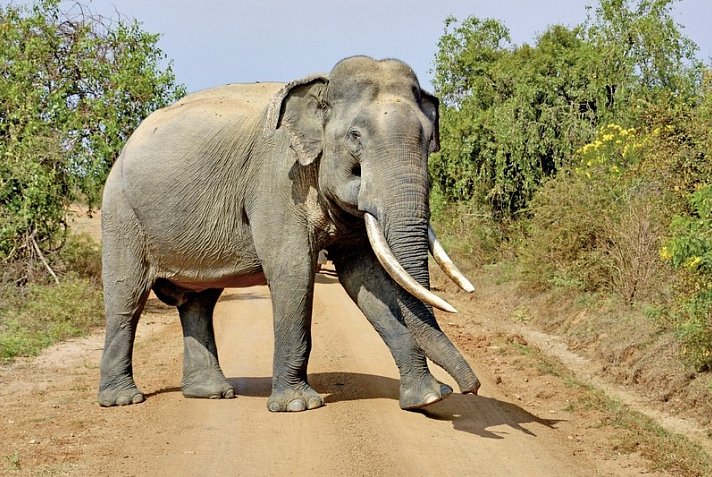 Sri Lanka Classic (Privatreise)