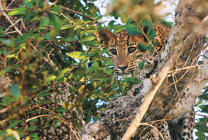 Wildlife Potpourri - Yala Nationalpark