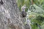 Sri Lankas kulturelle Höhepunkte und das Hochland (Privatreise)