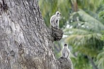 Sri Lankas kulturelle Höhepunkte und das Hochland (Privatreise)