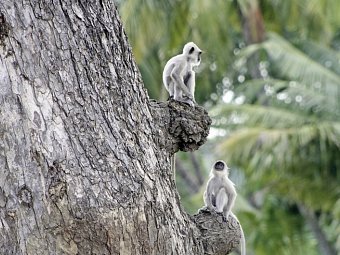 Sri Lankas kulturelle Höhepunkte und das Hochland (Privatreise)