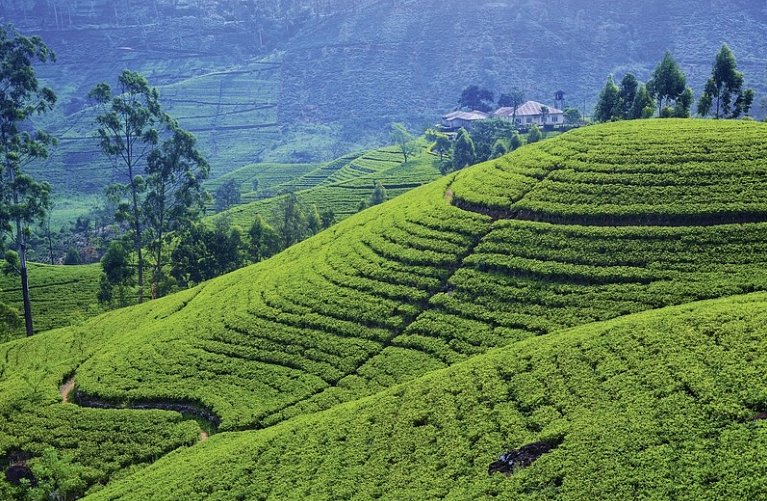 Sri Lanka kompakt (Gruppenreise)