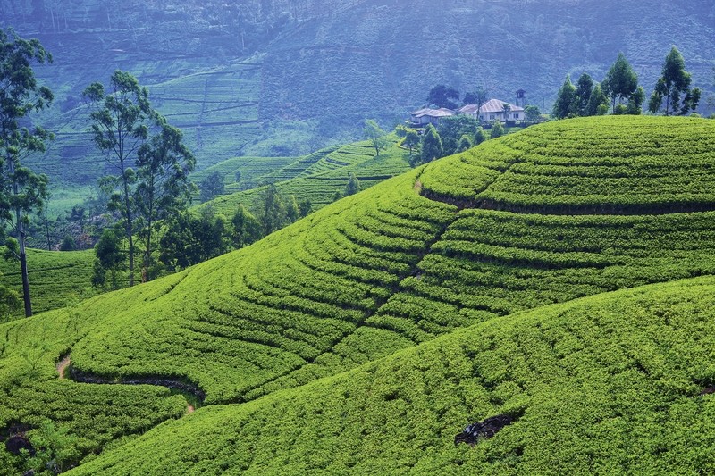 Sri Lanka kompakt (Gruppenreise)