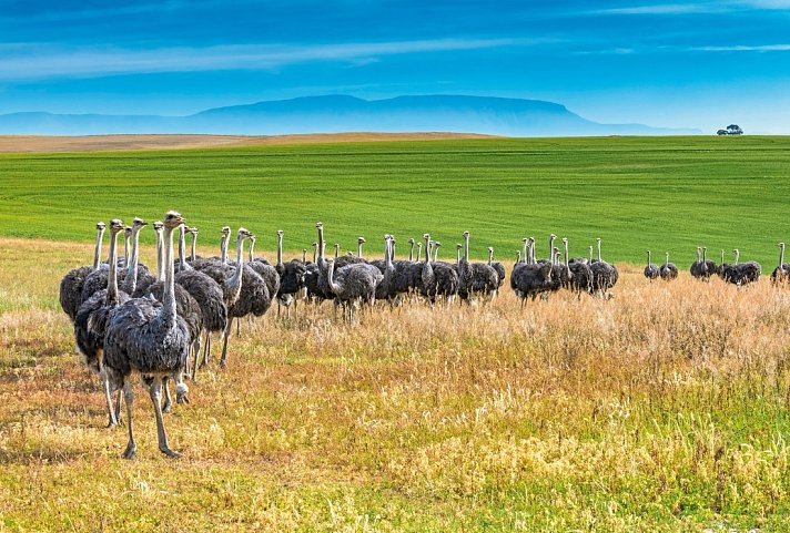 Facettenreiche Gartenroute (Gruppenreise) - Strauße