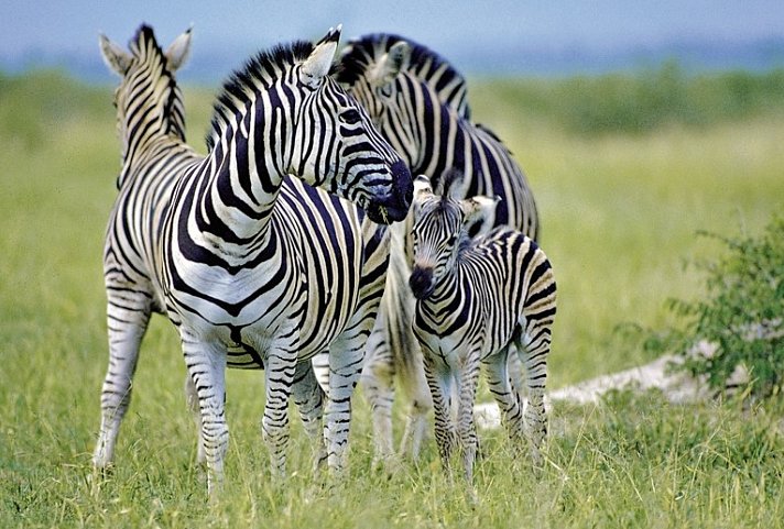 Südafrika zum Verweilen (Kapstadt-Johannesburg)