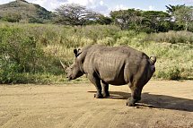Klassisches Südafrika (ab Kapstadt/bis Johannesburg) - Nashorn, Hluhluwe