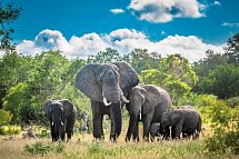 Klassisches Südafrika (ab Kapstadt/bis Johannesburg) - Elefanten im Krüger Nationalpark