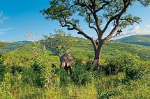 Klassisches Südafrika (ab Kapstadt/bis Johannesburg) - Elefanten Im Hluhluwe-iMfolozi-Park
