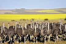 Klassisches Südafrika (ab Kapstadt/bis Johannesburg) - Straußen in Oudtshoorn