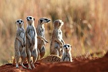 Klassisches Südafrika (ab Kapstadt/bis Johannesburg) - Erdmännchen