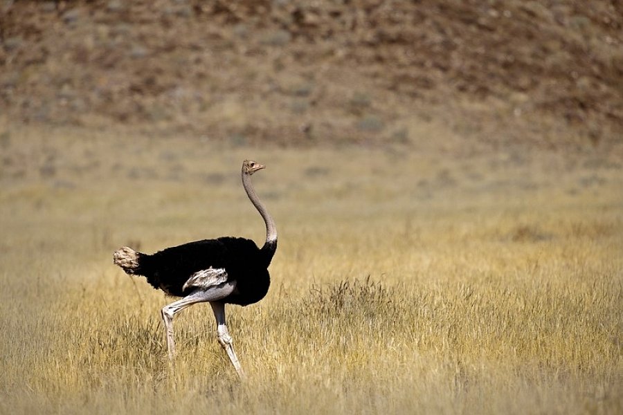 Kap Sinfonie - Kleingruppenreise