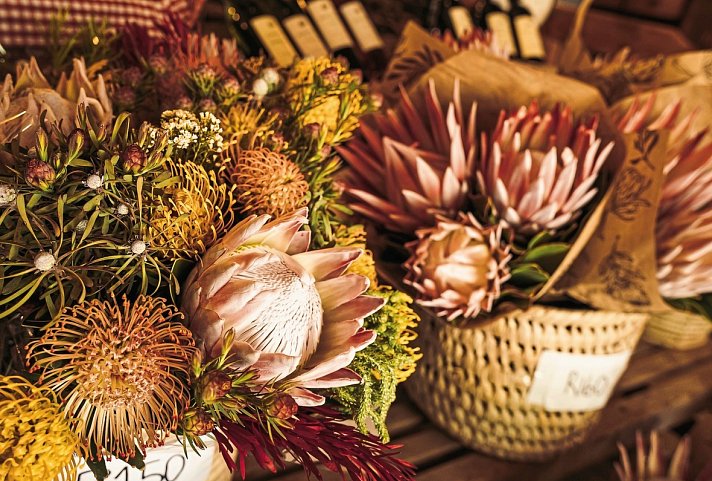 Kap Sinfonie - Kleingruppenreise - Protea