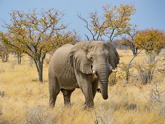 Drifters - Southern Africa Explorer Kapstadt - Johannesburg - Etosha Nationalpark