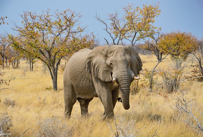 Drifters - Southern Africa Explorer Kapstadt - Johannesburg - Etosha Nationalpark