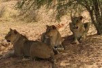 Drifters - Southern Africa Explorer Kapstadt - Johannesburg