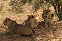 Drifters - Southern Africa Explorer Kapstadt - Johannesburg