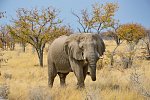 Drifters - Southern Africa Explorer Kapstadt - Maun