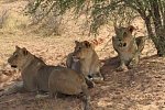 Drifters - Southern Africa Explorer Kapstadt - Maun