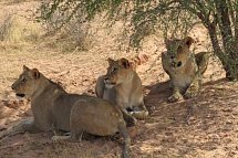 Drifters - Southern Africa Explorer Kapstadt - Maun