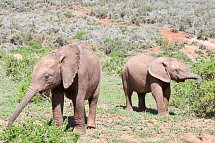 Faszination Gartenroute, Karoo und Addo (Teilstrecke) - Addo Elephant NP