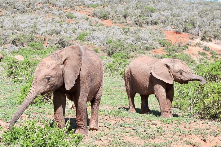 Faszination Gartenroute, Karoo und Addo (Teilstrecke) - Addo Elephant NP