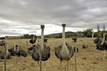 Faszination Gartenroute, Karoo und Addo (Teilstrecke)