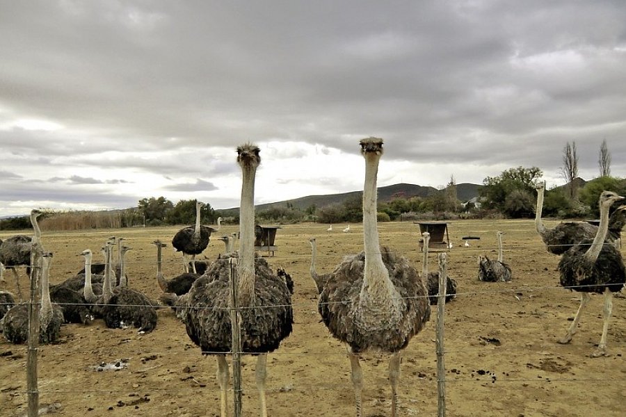 Faszination Gartenroute, Karoo und Addo (Teilstrecke)