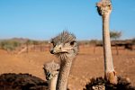 Faszination Gartenroute, Karoo und Addo (Teilstrecke)