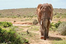Faszination Gartenroute, Karoo und Addo (Teilstrecke) - Addo Elephant NP