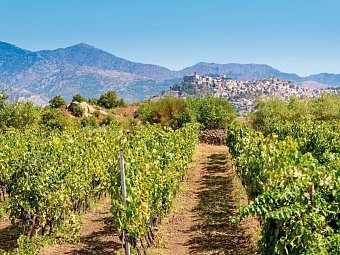 Autotour Kulinarisches Sizilien mit Wein und Köstlichkeiten - luxuriös erfahren - Weinanbau am Ätna