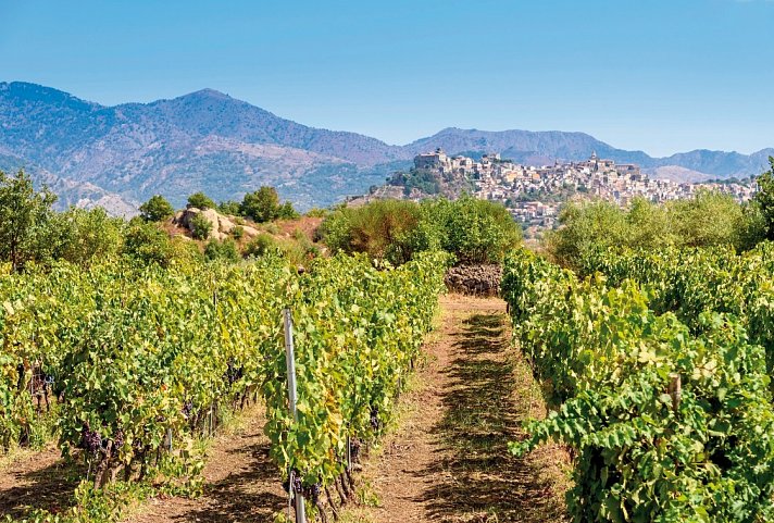 Genussreise Sizilien - Kulinarik, Wein & Tradition - Weinanbau am Ätna