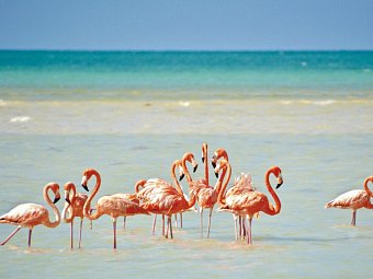 Cenoten, Meereswunder und Mayawelten - Holbox