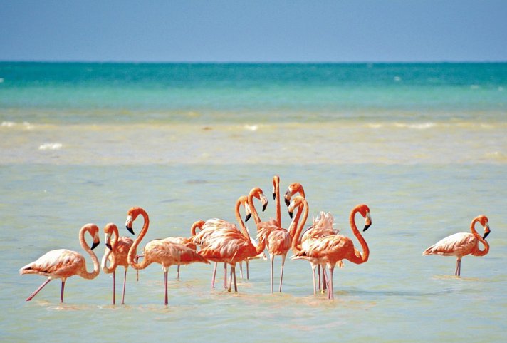 Cenoten, Meereswunder und Mayawelten - Holbox