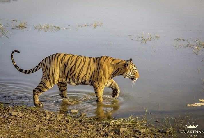 Tiger, Tempel, Taj Mahal - Ranthambore Nationalpark