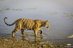 Tiger, Tempel, Taj Mahal