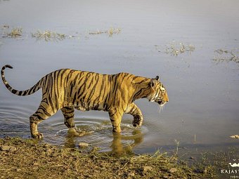 Tiger, Tempel, Taj Mahal - Ranthambore Nationalpark