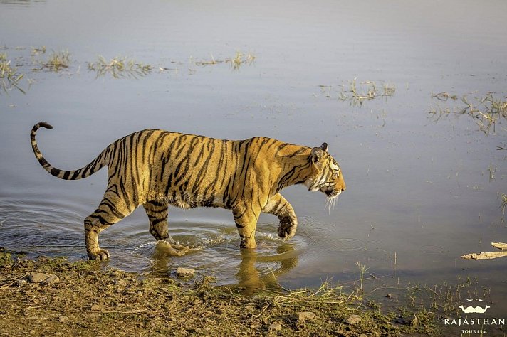 Tiger, Tempel, Taj Mahal
