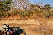 Tiger, Tempel, Taj Mahal - Safari im Ranthambore NP