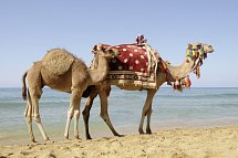 Seabel Aladin