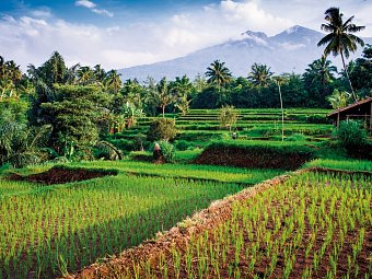 Bali intensiv (Gruppenreise) - Mount Rinjani, Senaru