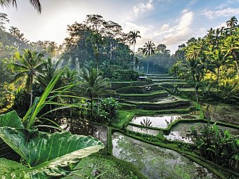 Abenteuer Westbali & Ostjava (Privatreise) - Reisterrassen, Ubud