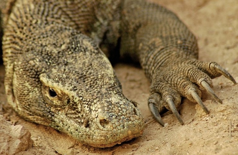 Komodo & Flores: Drachen, Kulte, Krater