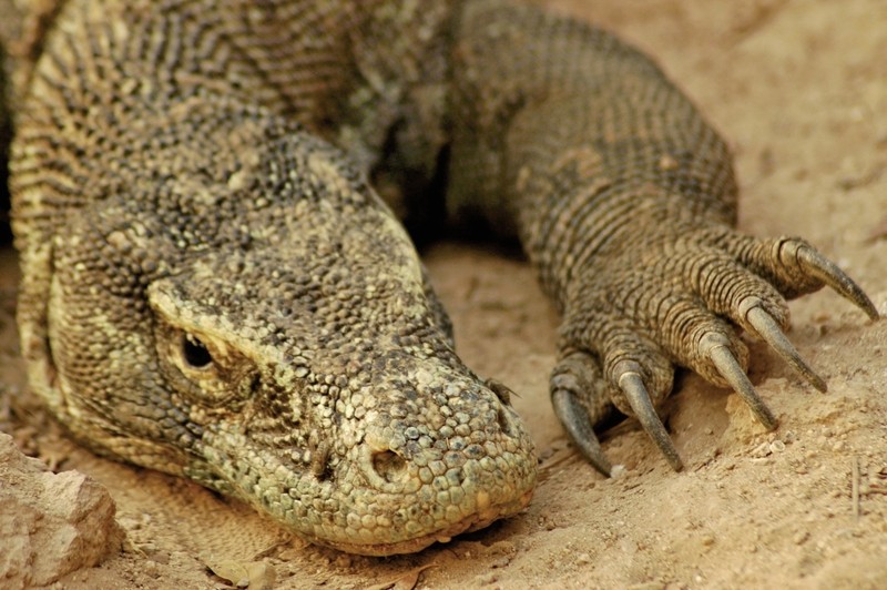 Komodo & Flores: Drachen, Kulte, Krater